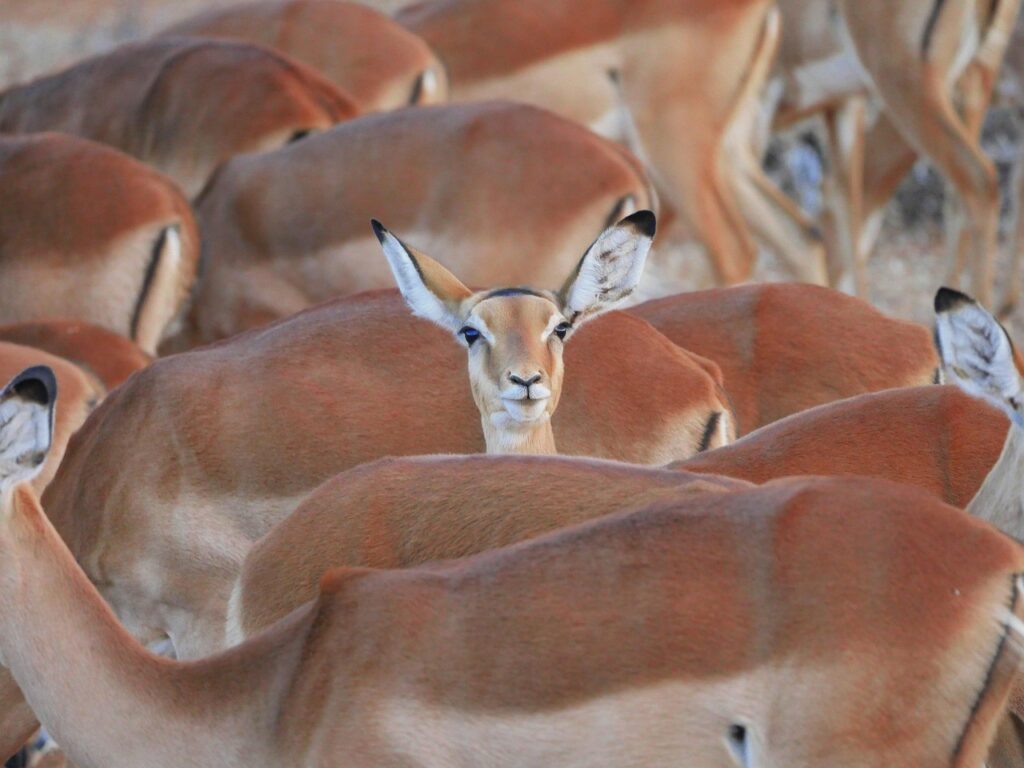 Un impala se distingue en regardant l'objectif au milieu d'un troupeau qui regarde ailleurs