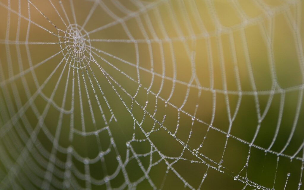 Toile d'araignée en gros plan, symbole du réseau de liens qui relie les pages d'un site
